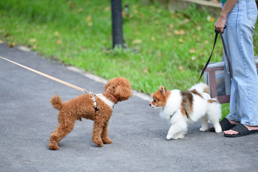 แนะนำ Dog Park ใจกลางกรุง ณ สวนเบญจกิติ