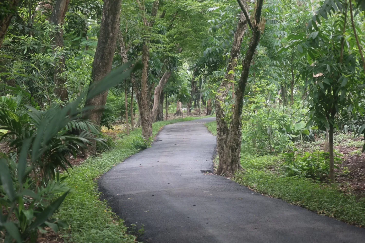 สวนป่าชุ่มน้ำบางกอก