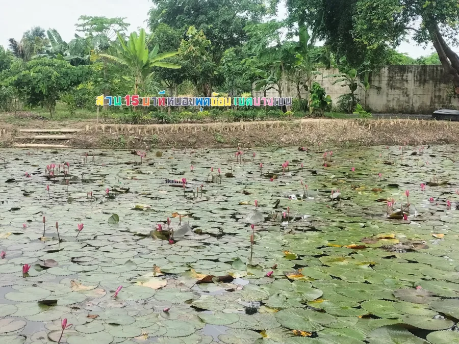 สวนหย่อมหนองพุดซ้อน